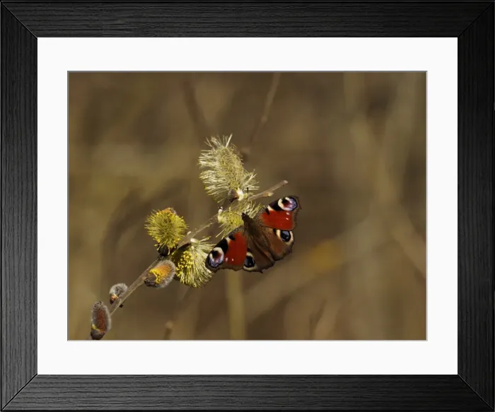 Framed Print : Picture No. 11808523 Framed Print : Picture No. 11808523