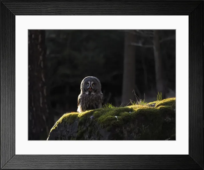Framed Print : Picture No. 11808524