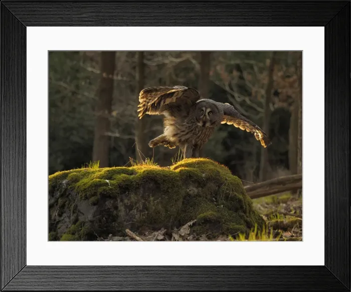 Framed Print : Picture No. 11808526
