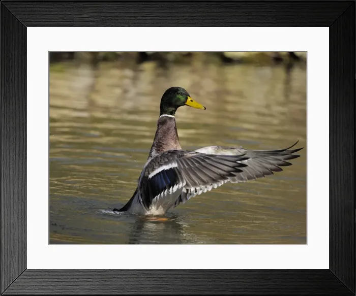 Framed Print : Picture No. 11808527 Framed Print : Picture No. 11808527
