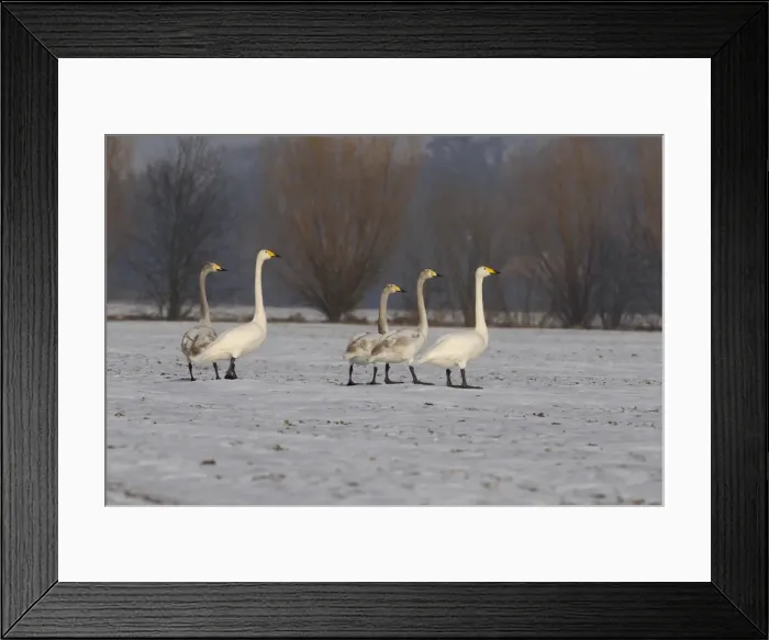 Framed Print : Picture No. 11808528 Framed Print : Picture No. 11808528