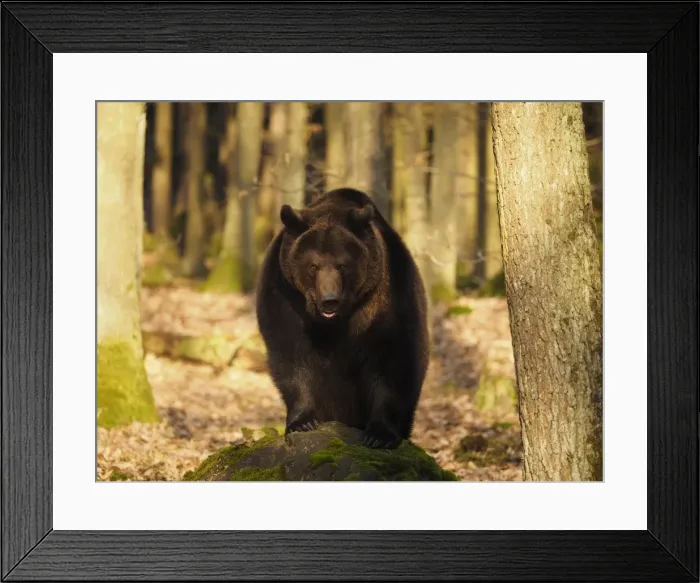 Framed Print : Picture No. 11808529 Framed Print : Picture No. 11808529