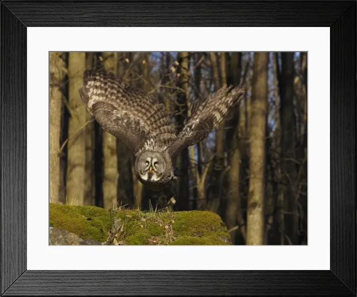 Framed Print : Picture No. 11808530 Framed Print : Picture No. 11808530