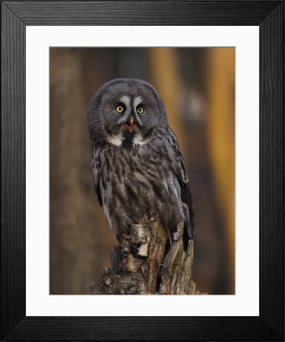 Framed Print : Picture No. 11808531 Framed Print : Picture No. 11808531