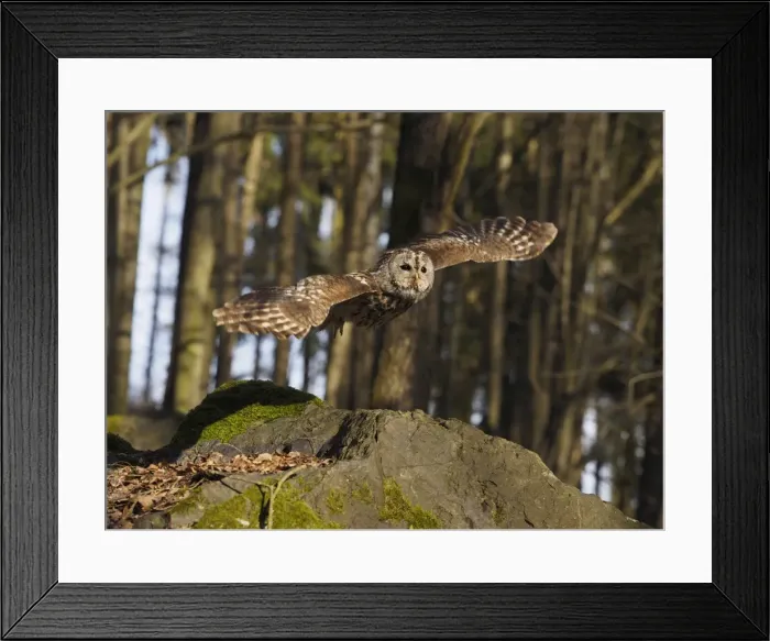 Framed Print : Picture No. 11808532 Framed Print : Picture No. 11808532