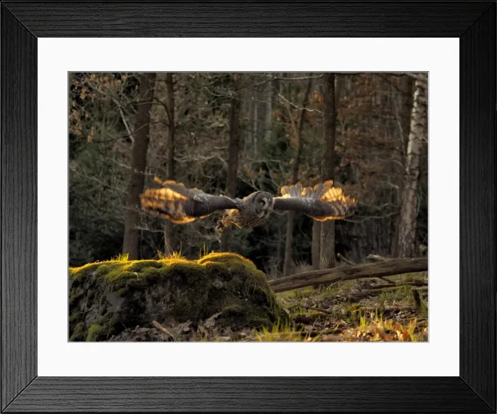Framed Print : Picture No. 11808533 Framed Print : Picture No. 11808533