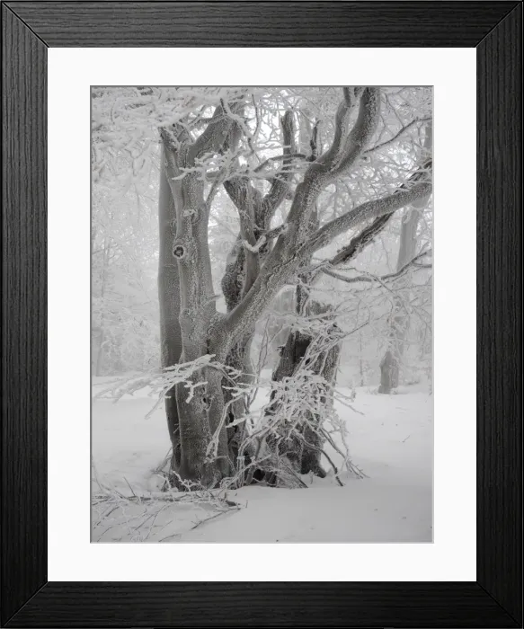 Framed Print : Picture No. 11808534 Framed Print : Picture No. 11808534