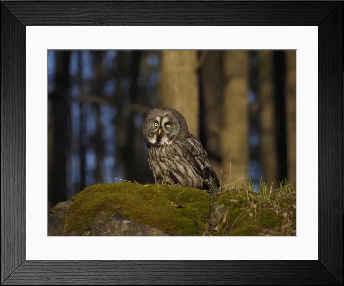 Framed Print : Picture No. 11808535 Framed Print : Picture No. 11808535
