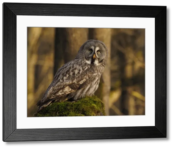 Framed Print : Picture No. 11808537 Framed Print : Picture No. 11808537