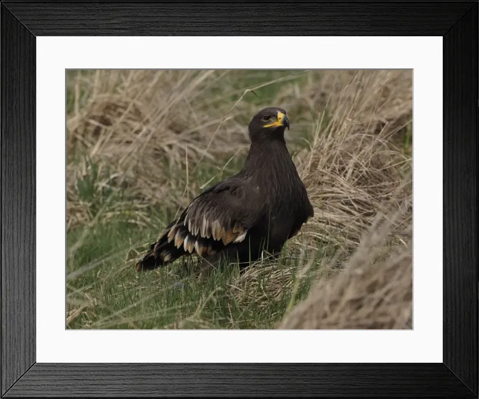 Framed Print : Picture No. 11808538 Framed Print : Picture No. 11808538