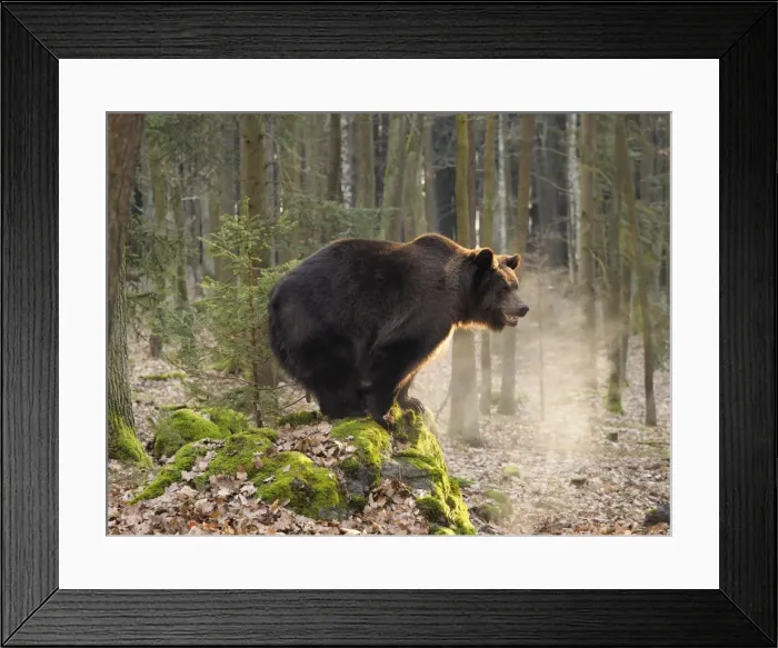 Framed Print : Picture No. 11808539 Framed Print : Picture No. 11808539