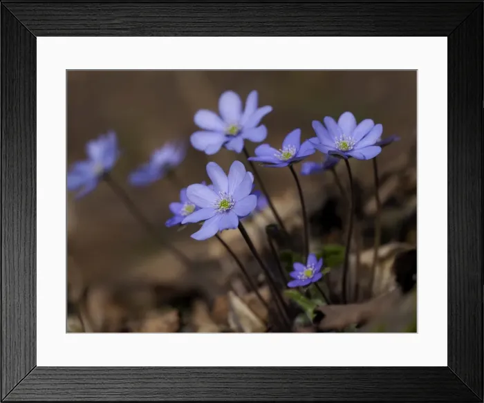 Framed Print : Picture No. 11808540 Framed Print : Picture No. 11808540