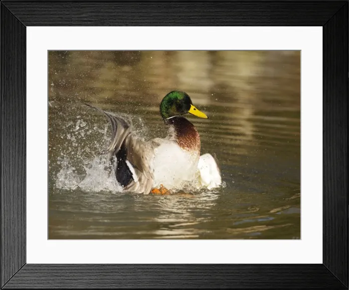 Framed Print : Picture No. 11808541 Framed Print : Picture No. 11808541