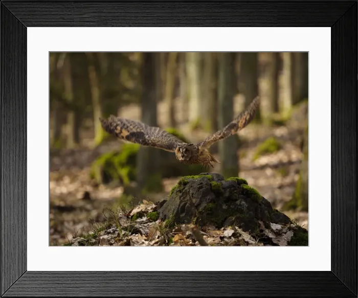 Framed Print : Picture No. 11808542 Framed Print : Picture No. 11808542