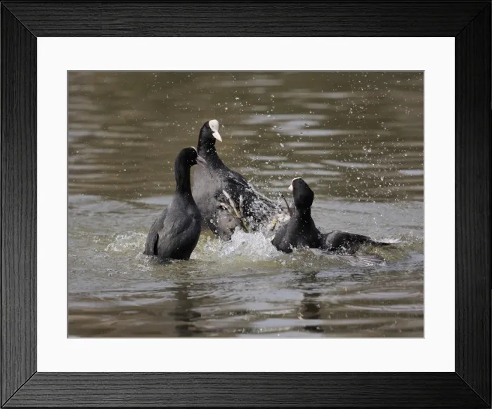 Framed Print : Picture No. 11808543 Framed Print : Picture No. 11808543