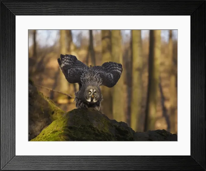 Framed Print : Picture No. 11808544 Framed Print : Picture No. 11808544