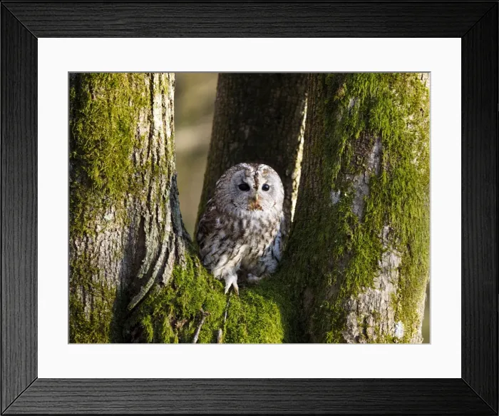 Framed Print : Picture No. 11808546 Framed Print : Picture No. 11808546