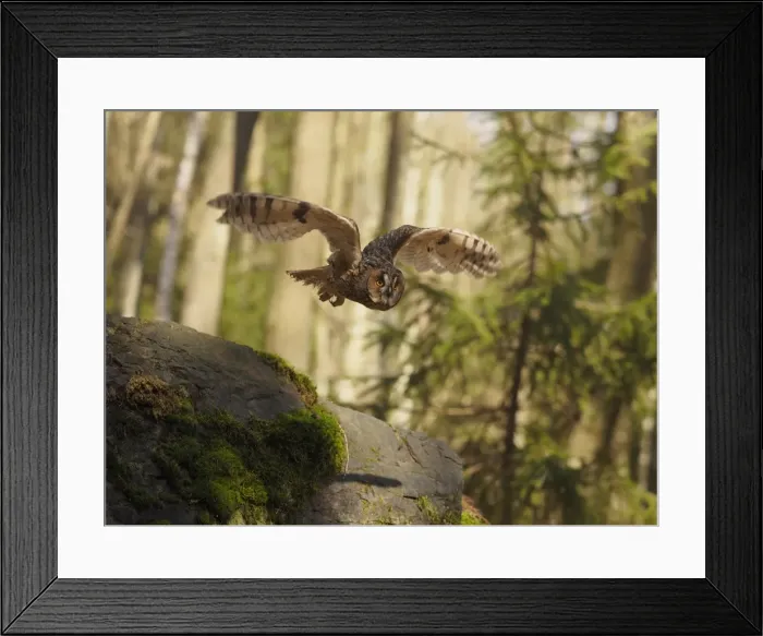 Framed Print : Picture No. 11808547 Framed Print : Picture No. 11808547