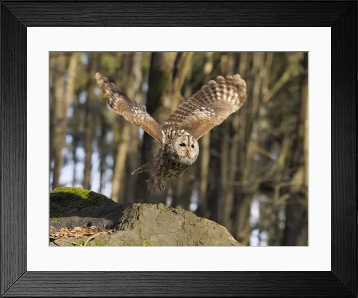 Framed Print : Picture No. 11808548 Framed Print : Picture No. 11808548