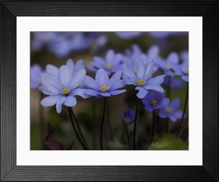 Framed Print : Picture No. 11808549 Framed Print : Picture No. 11808549