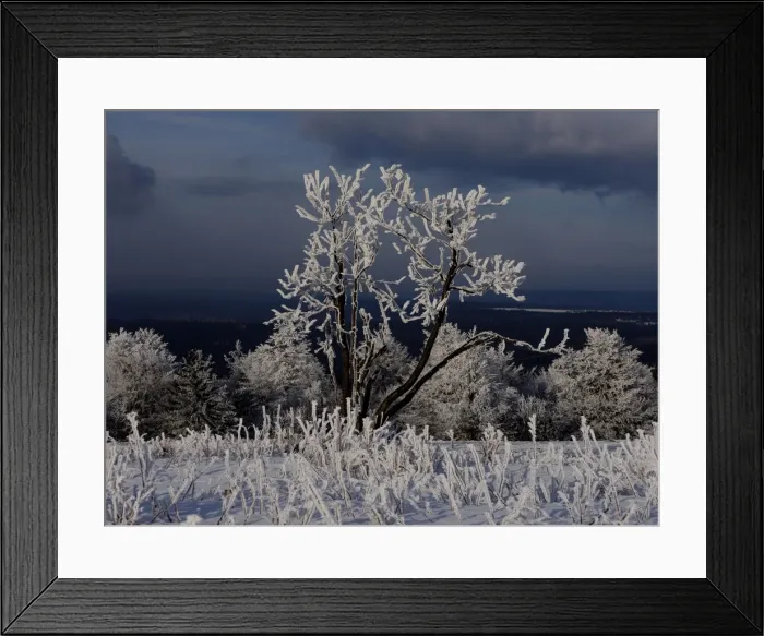 Framed Print : Braunb& xe4;r, Ursus arctos Braunb?r, Ursus arctos... Braunb& xe4;r, Ursus arctos Braunb?r, Ursus arctos Framed Print : Braunb& xe4;r, Ursus arctos Braunb?r, Ursus arctos... Braunb& xe4;r, Ursus arctos Braunb?r, Ursus arctos