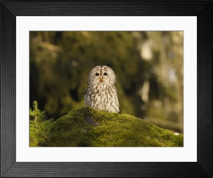 Framed Print : Picture No. 11808553 Framed Print : Picture No. 11808553