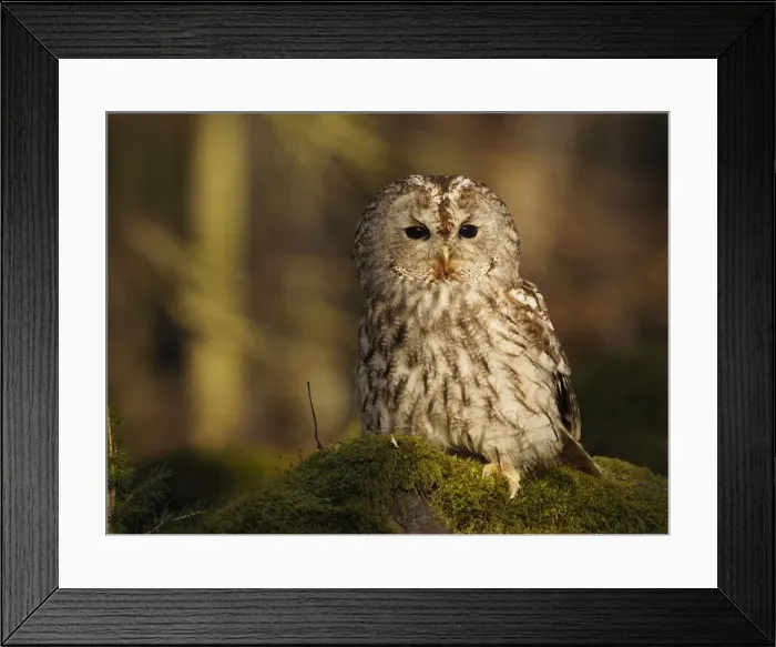 Framed Print : Picture No. 11808554 Framed Print : Picture No. 11808554