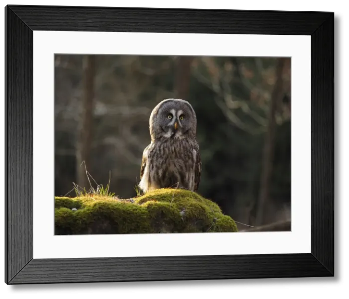Framed Print : Picture No. 11808555 Framed Print : Picture No. 11808555
