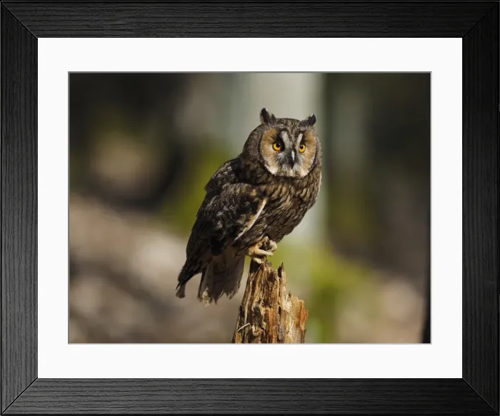Framed Print : Picture No. 11808557 Framed Print : Picture No. 11808557