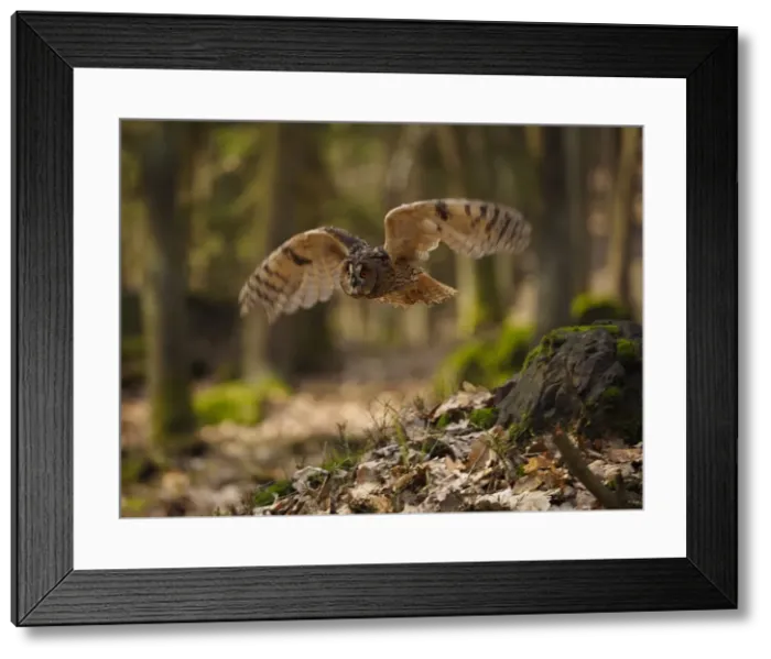Framed Print : Picture No. 11808558 Framed Print : Picture No. 11808558