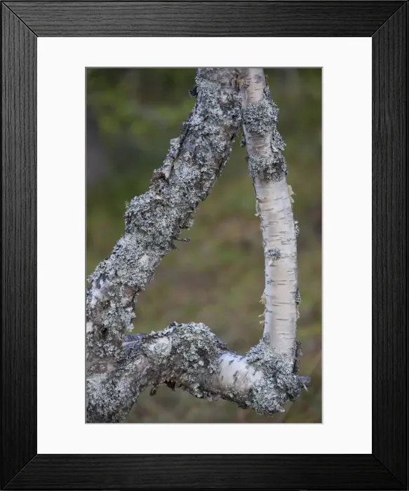 Framed Print : Picture No. 11808562 Framed Print : Picture No. 11808562