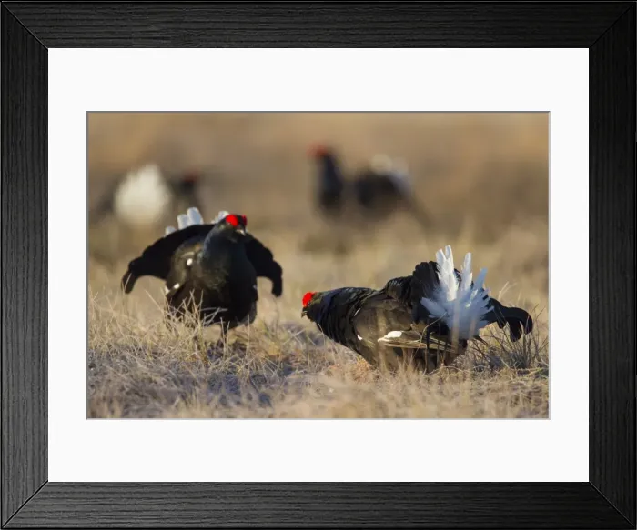Framed Print : Picture No. 11808572 Framed Print : Picture No. 11808572