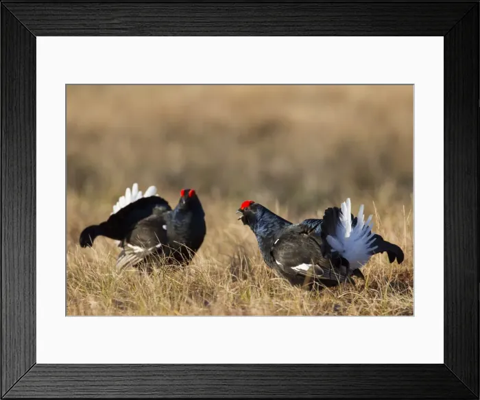 Framed Print : Picture No. 11808573 Framed Print : Picture No. 11808573
