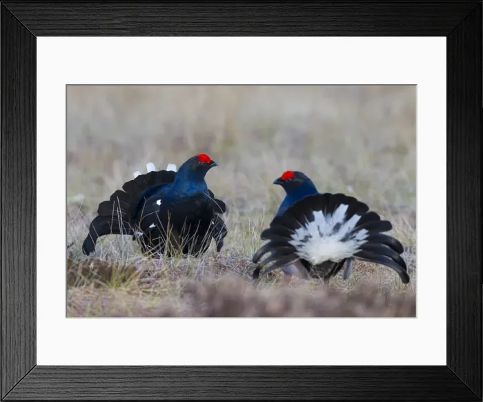Framed Print : Picture No. 11808574 Framed Print : Picture No. 11808574