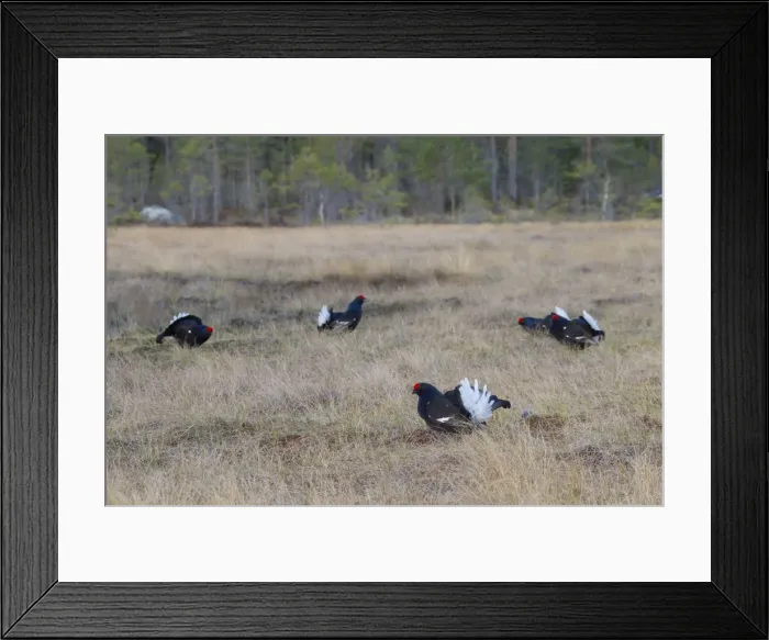 Framed Print : Picture No. 11808575 Framed Print : Picture No. 11808575