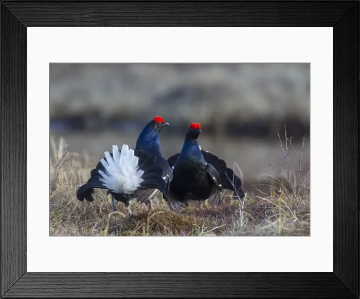 Framed Print : Picture No. 11808577 Framed Print : Picture No. 11808577