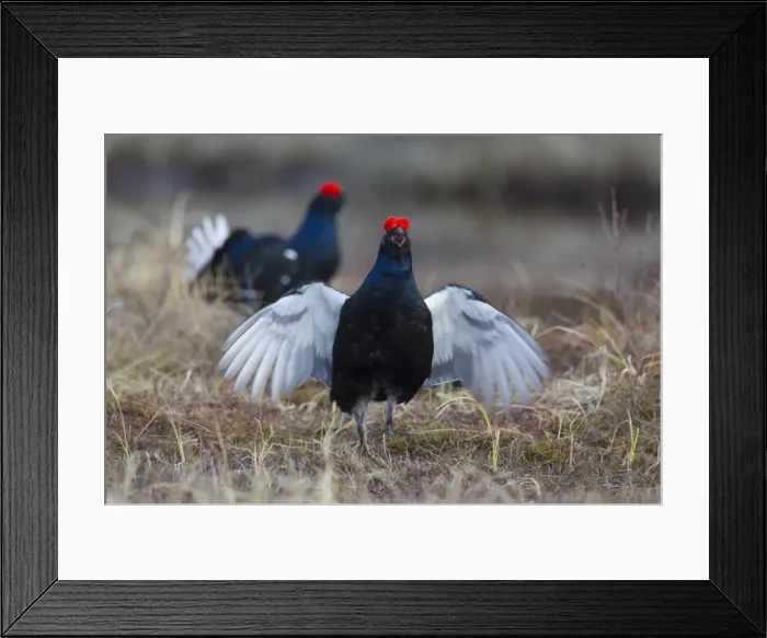 Framed Print : Picture No. 11808576 Framed Print : Picture No. 11808576