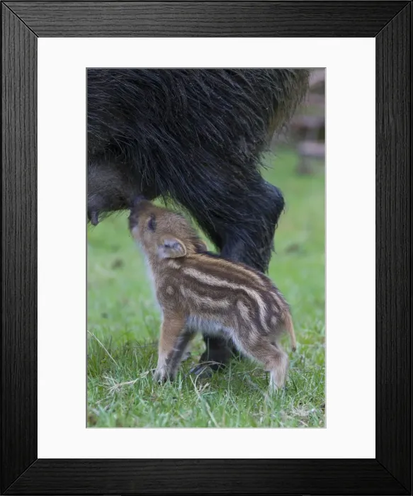 Framed Print : Picture No. 11808578 Framed Print : Picture No. 11808578