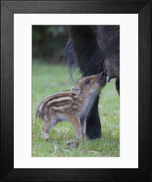Framed Print : Picture No. 11808579 Framed Print : Picture No. 11808579
