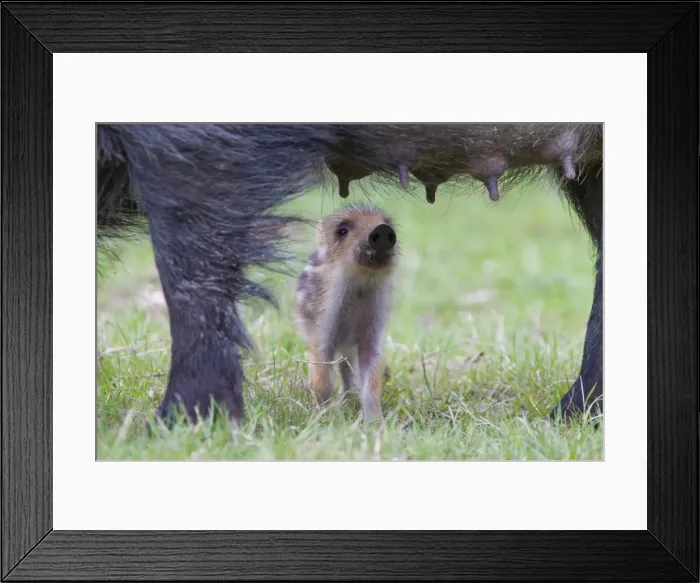 Framed Print : Picture No. 11808580 Framed Print : Picture No. 11808580