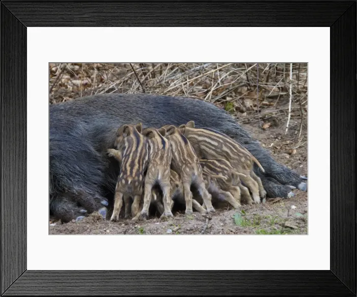 Framed Print : Picture No. 11808581 Framed Print : Picture No. 11808581