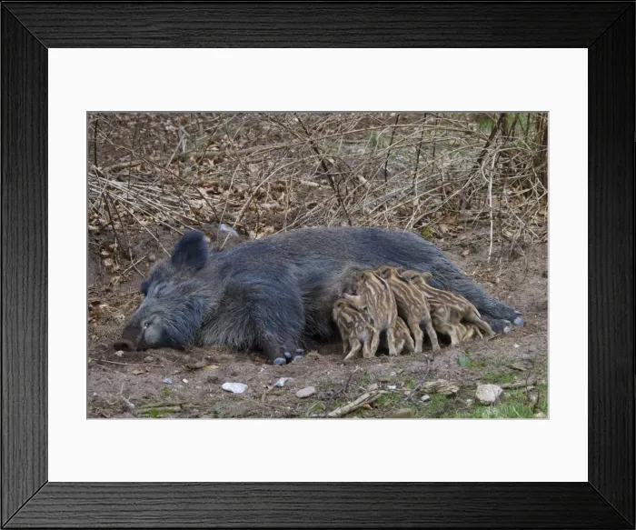 Framed Print : Picture No. 11808582 Framed Print : Picture No. 11808582