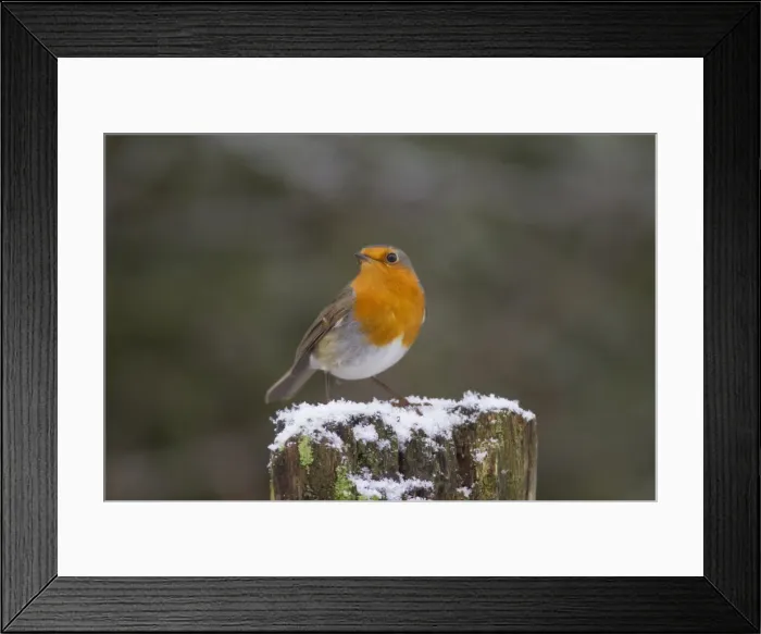 Framed Print : Picture No. 11808584 Framed Print : Picture No. 11808584