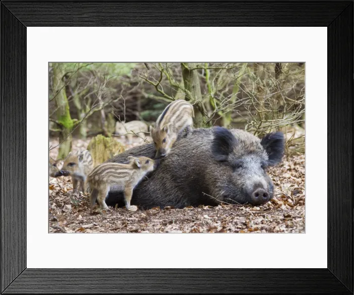 Framed Print : Picture No. 11808583 Framed Print : Picture No. 11808583