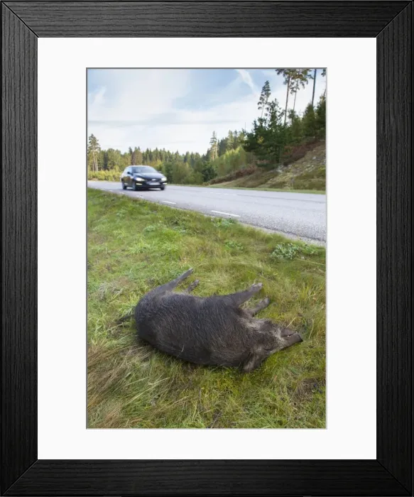 Framed Print : Picture No. 11808585 Framed Print : Picture No. 11808585