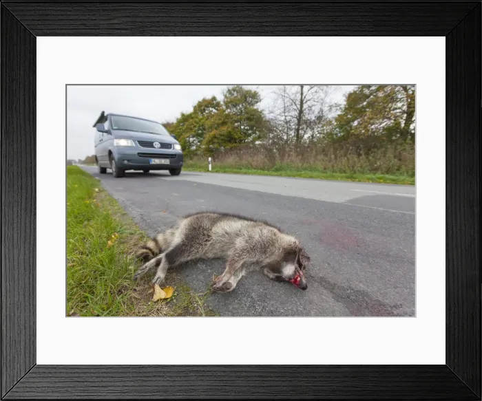 Framed Print : Picture No. 11808586 Framed Print : Picture No. 11808586