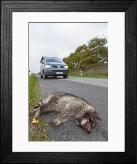 Framed Print : Picture No. 11808587
