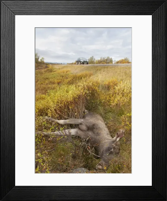 Framed Print : Picture No. 11808589 Framed Print : Picture No. 11808589