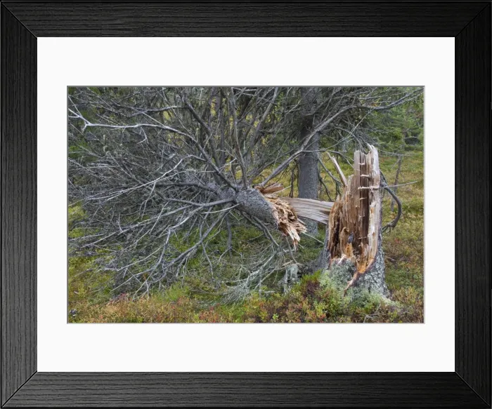 Framed Print : Picture No. 11808603 Framed Print : Picture No. 11808603