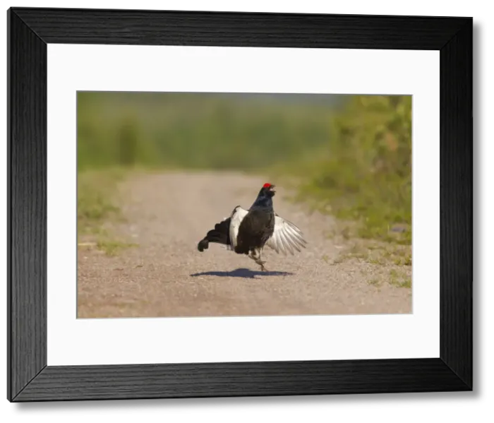 Framed Print : Picture No. 11808604 Framed Print : Picture No. 11808604